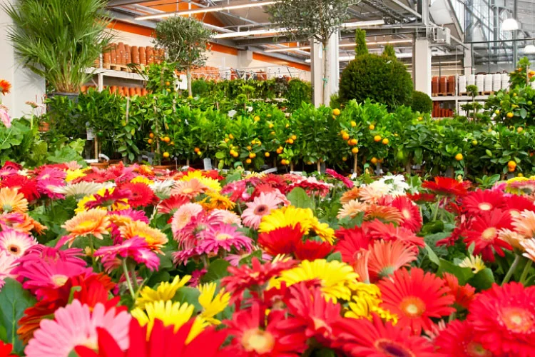 garden centre sector